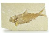 Detailed Fossil Fish (Knightia) - Wyoming #363793-1